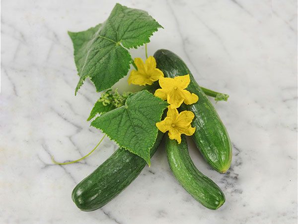 Cucumber Seeds, Beit Alpha