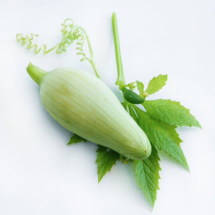 A single Lady Slipper Achocha fruit with a leaf and vines on a white background.