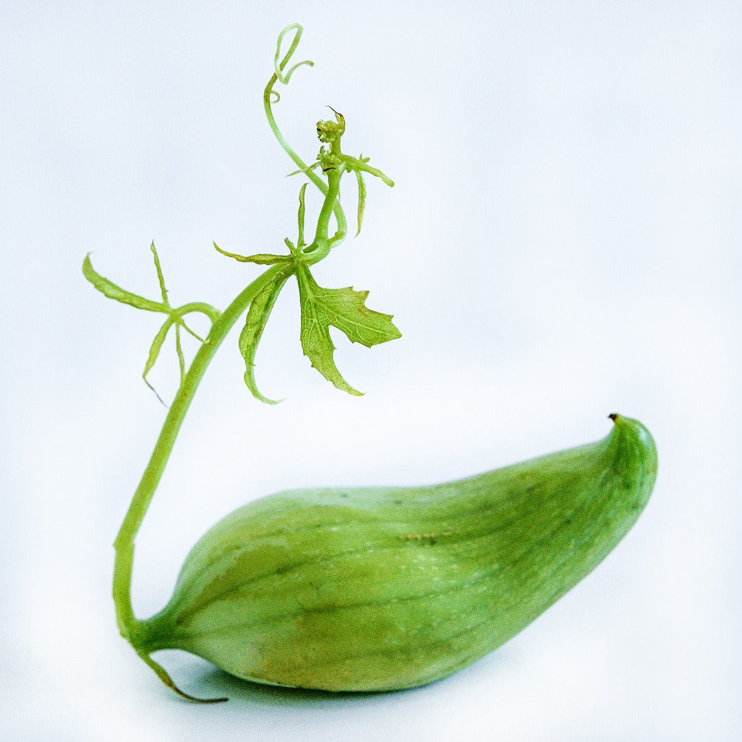 A profile view of a single Lady Slipper Achocha fruit on a white background.