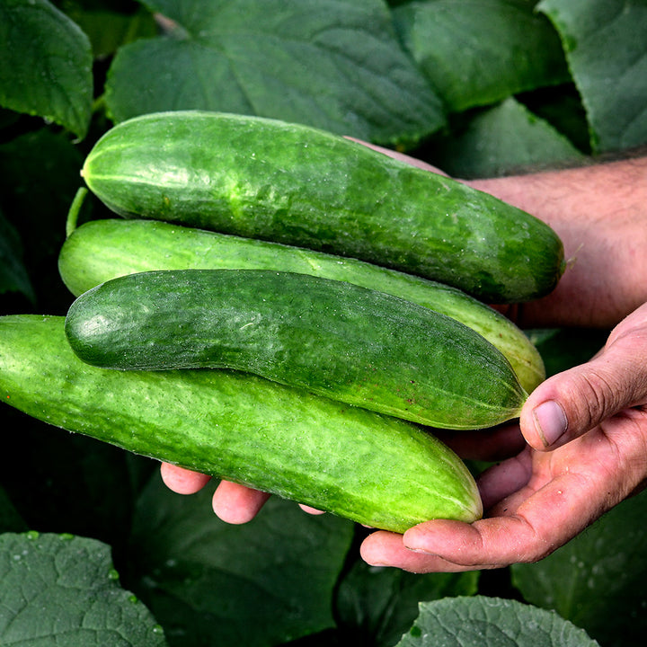 A gardener's hands holding Shimshon Cucumbers against the foliage in the greenhouse.