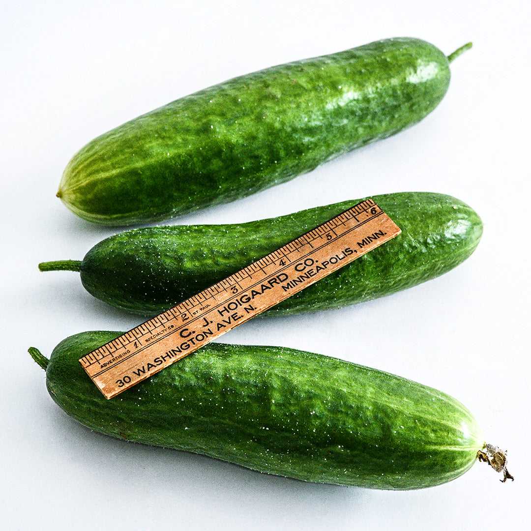 Three shimshon Cucumbers with a ruler to show size on a white background.