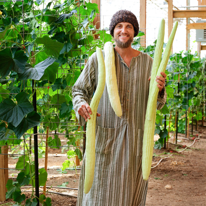 A man in striped tunic holding freshly harvested Indian Snake Cucumbers in the large greenhouse at Baker Creek.