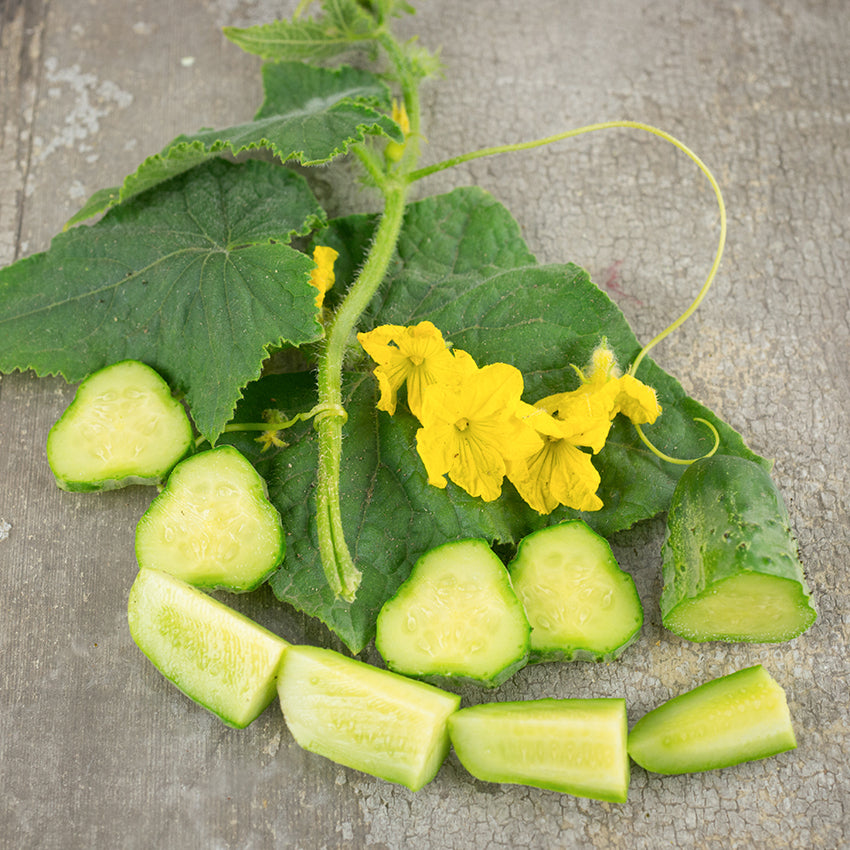 Boston Pickling Cucumber with foliage and blossoms.