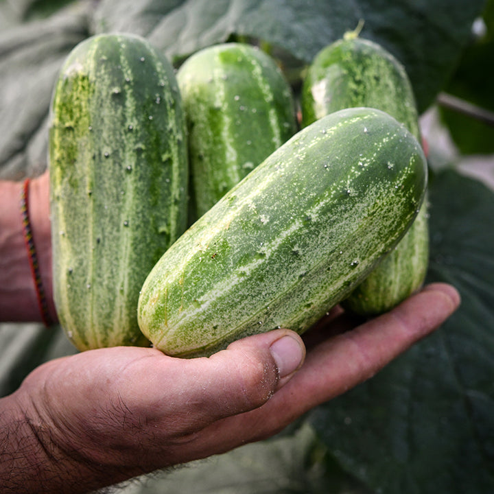 Dar Cucumbers being held fresh from garden.