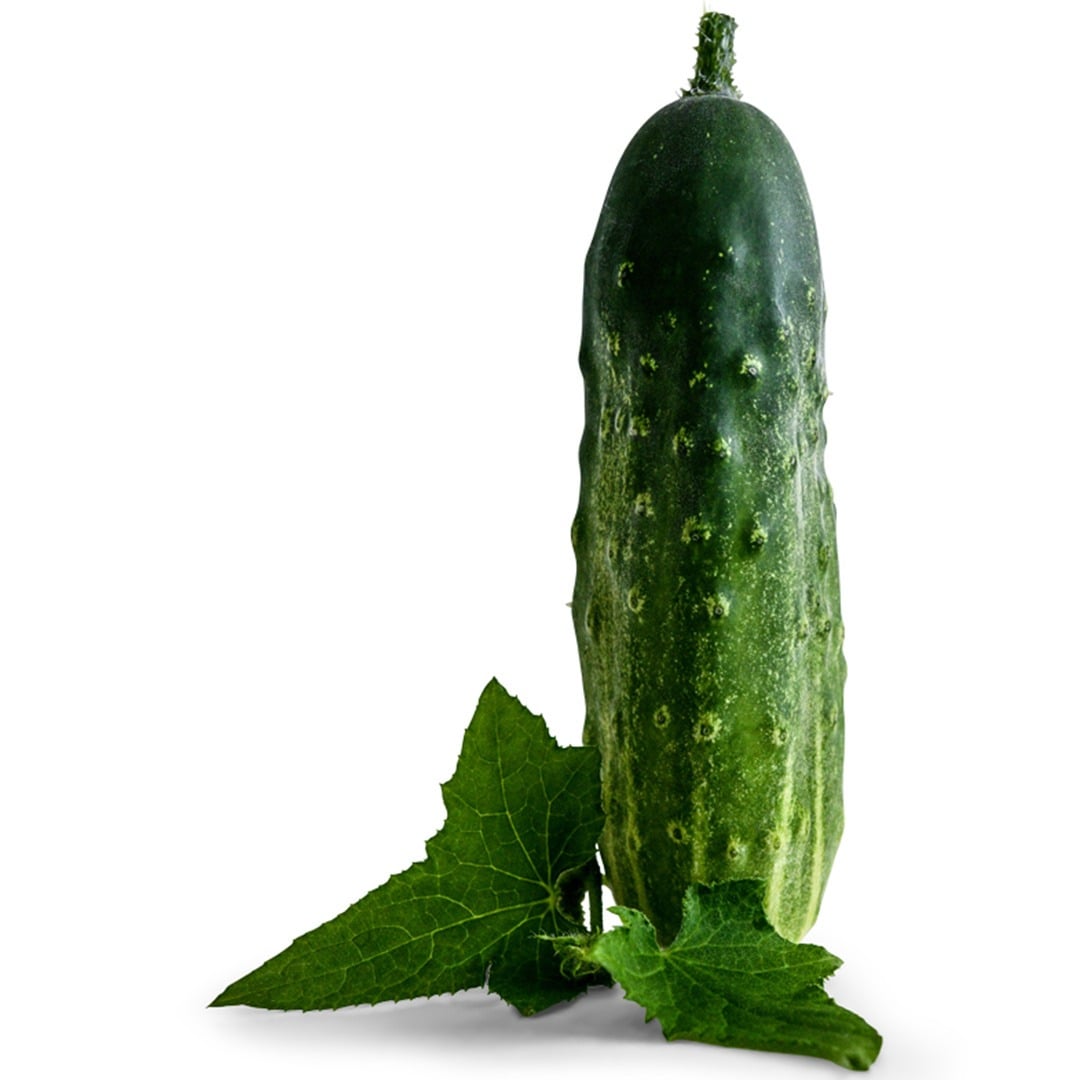 Early Fortune Cucumber on a white background.