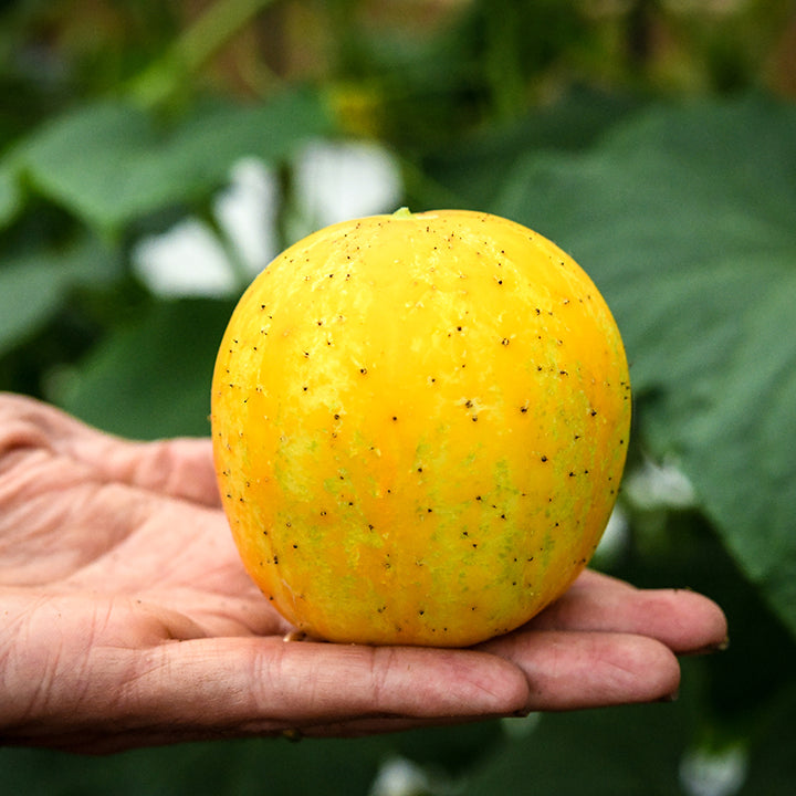 Lemon Cuke in hand fresh from garden.
