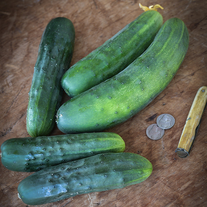 Marketmore 76 Cucumbers on wooden board with coins for size reference.