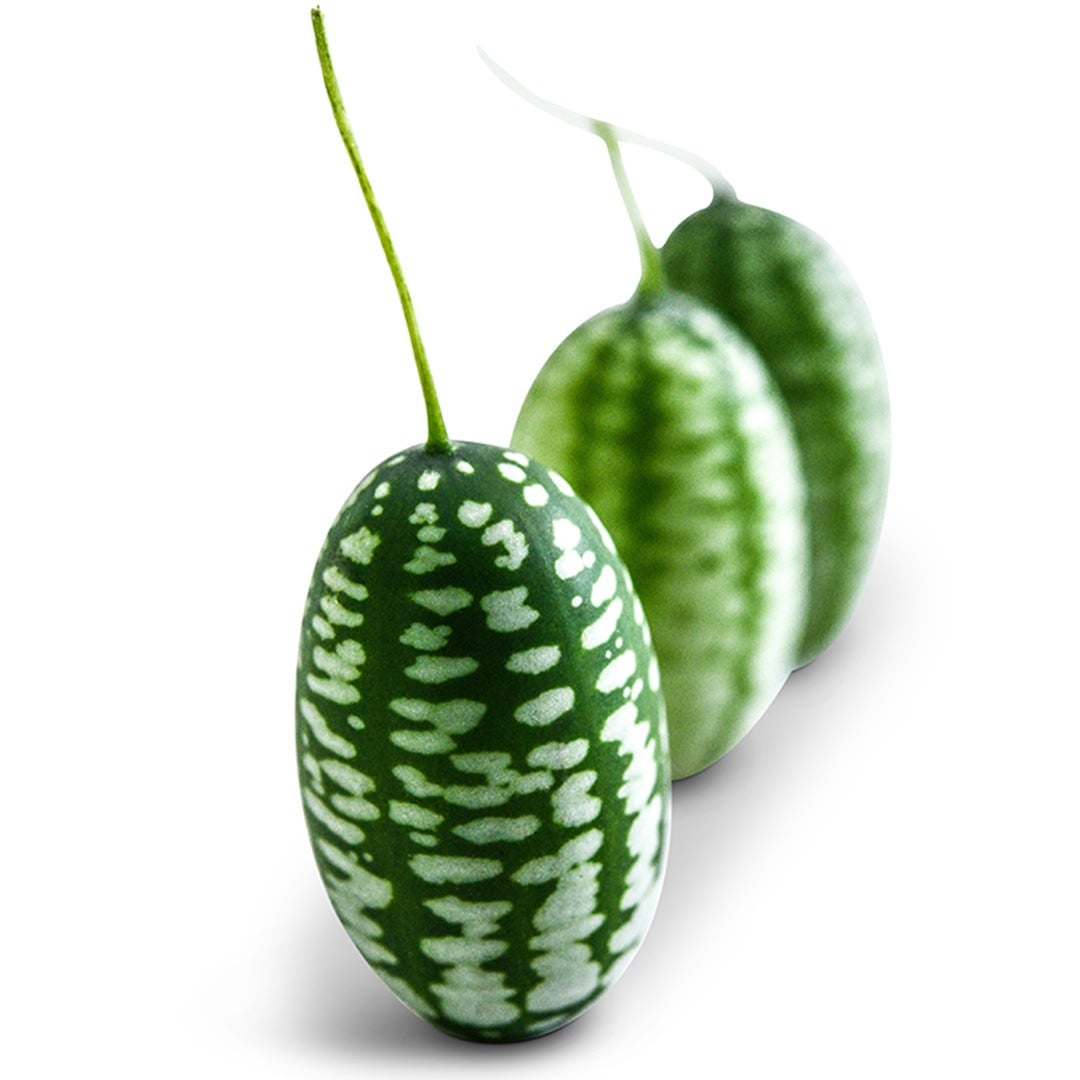 Mexican Sour Gherkin Cucumbers on a white background.