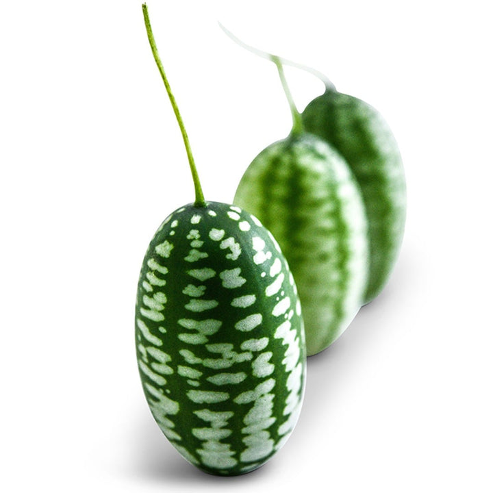 Mexican Sour Gherkin Cucumbers on a white background.