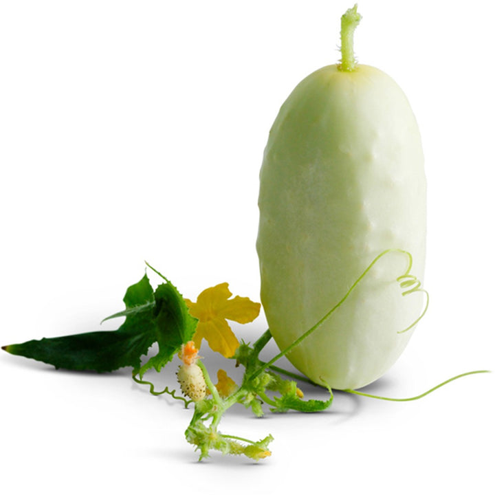 Miniature White Cucumber on a white background.