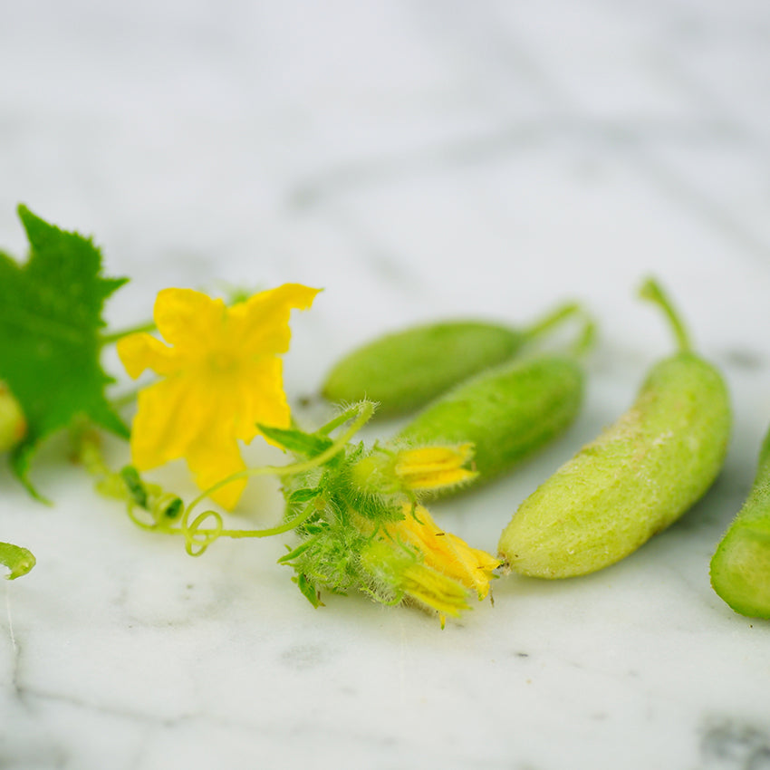 Parisian Pickling cucumbers with blossom on marble countertop.