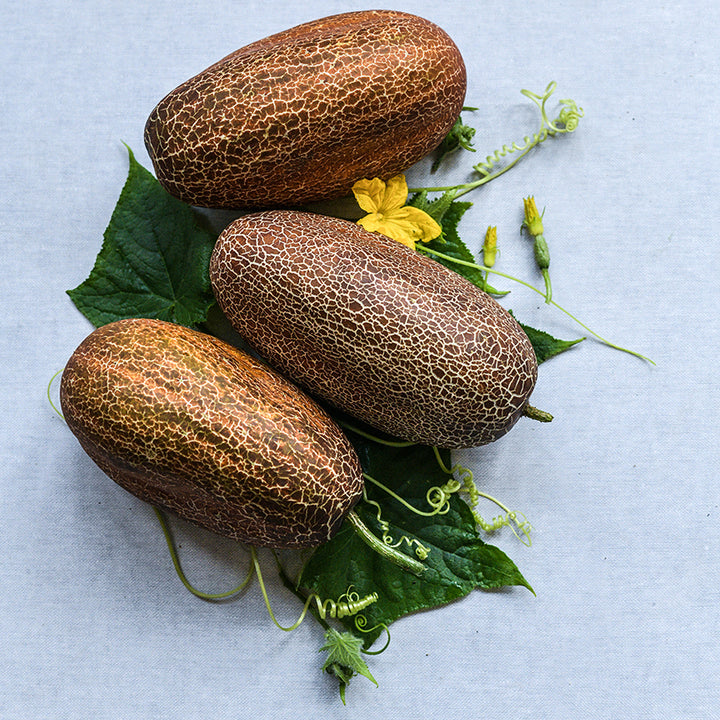 Sikkim Cucumbers on a light blue background with foliage and a bloom.