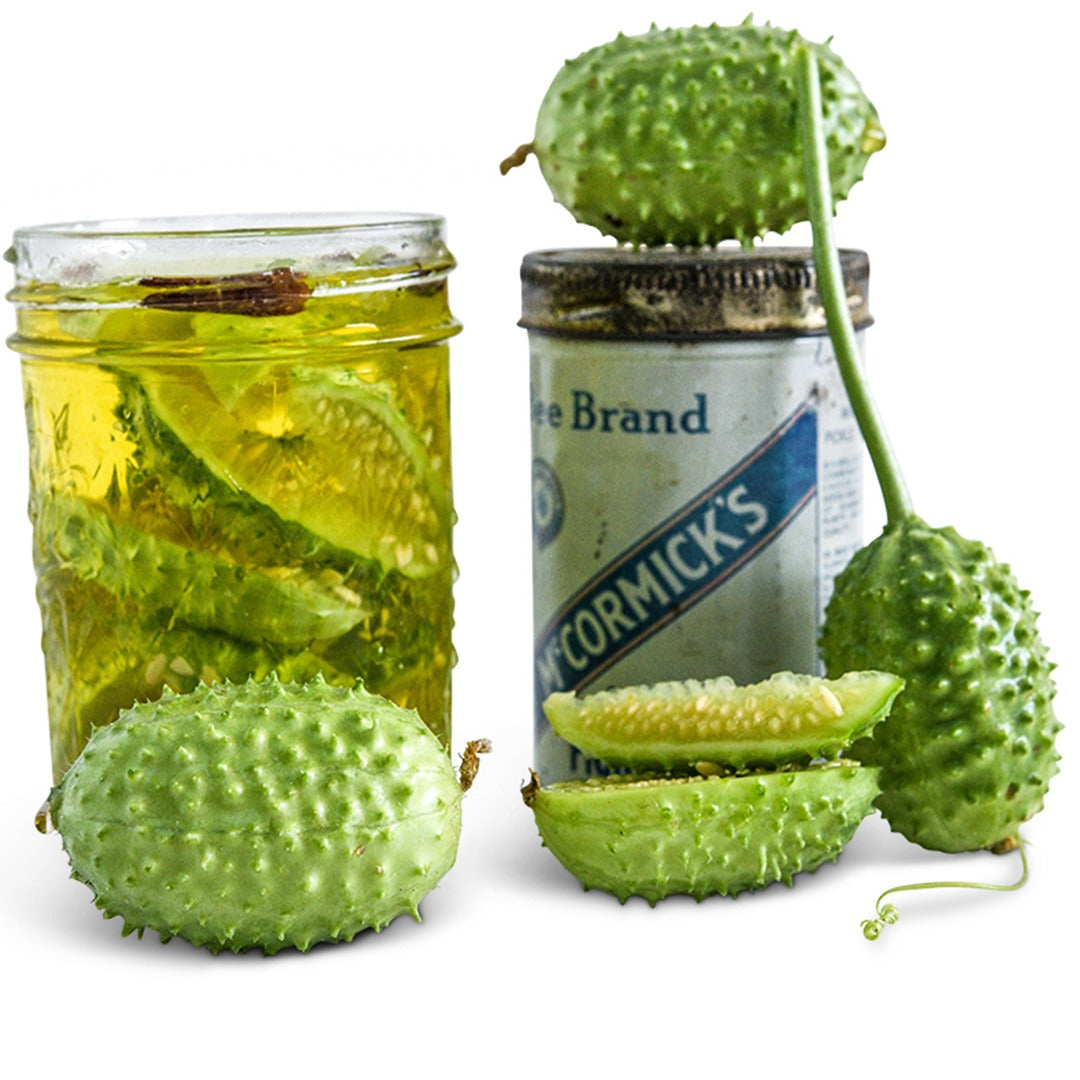West India Burr Gherkin Cucumber with cucumber water on a white background.