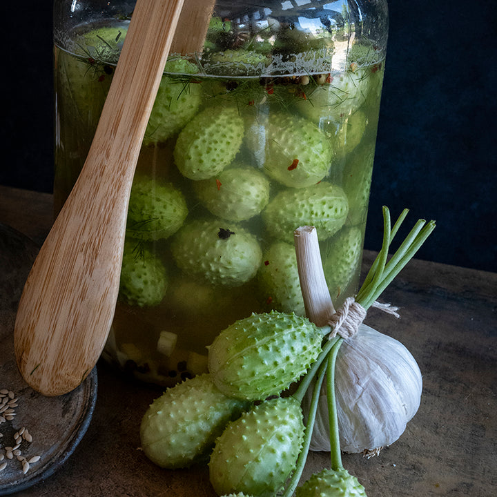 West India Burr Gherkins in pickling solution.