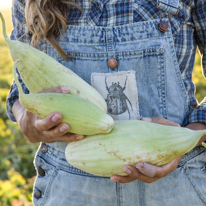 Xylangouro Melons being held in garden.
