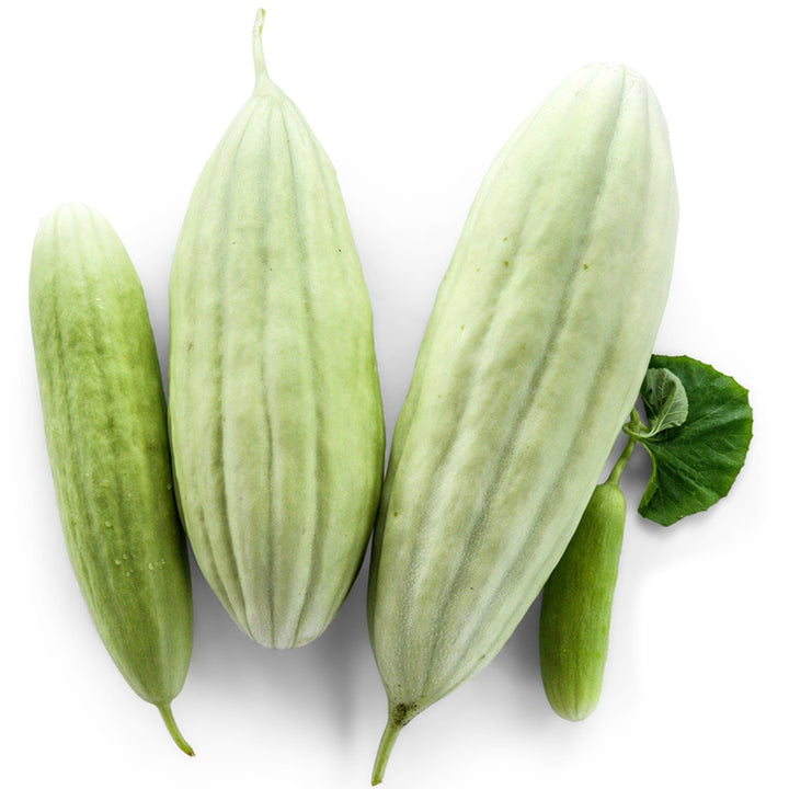 Xylangouro Cucumbers on a white background.