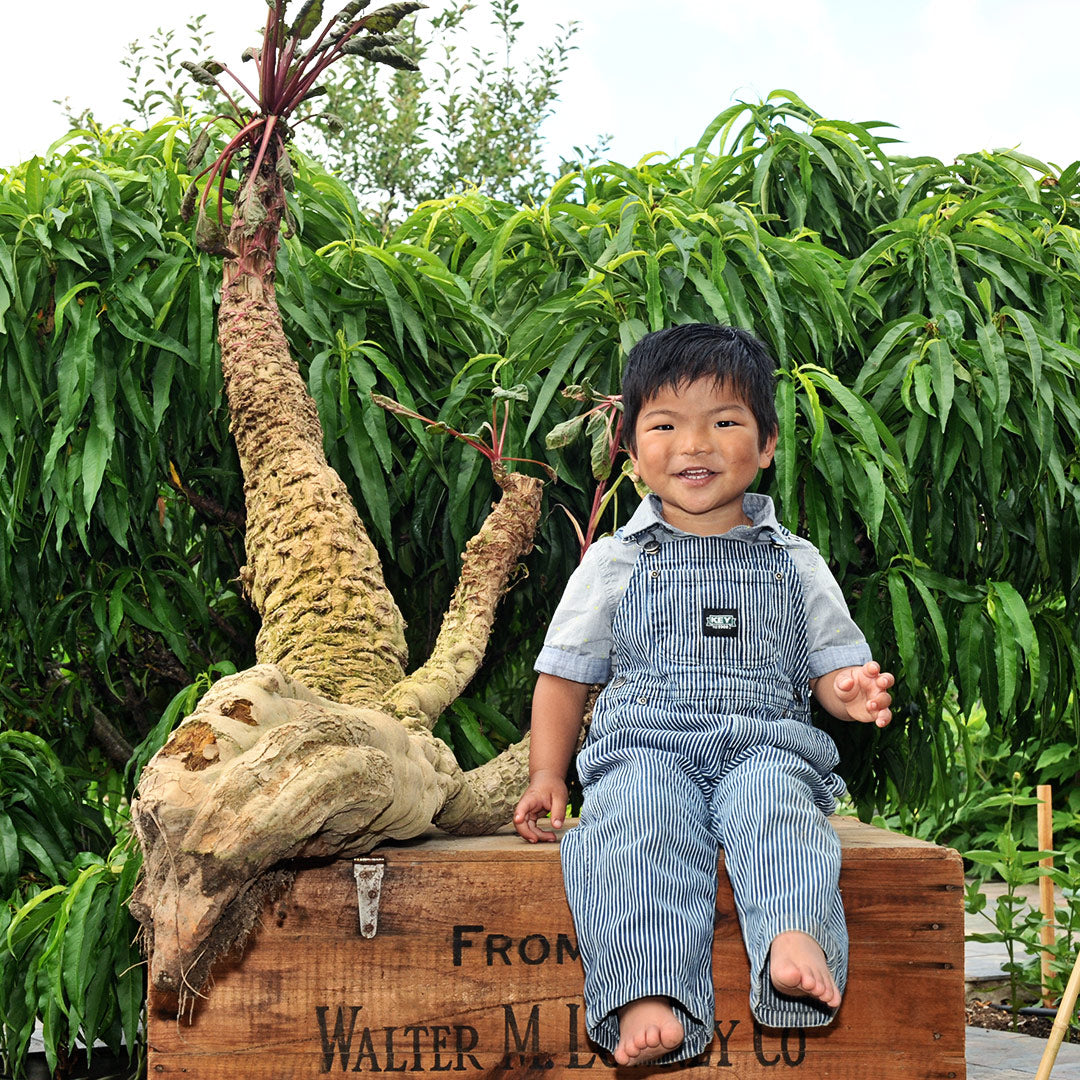 A laughing little boy in overalls sitting next to a huge Mammoth Red Mangel Beet.
