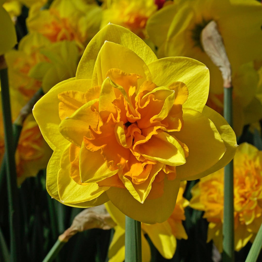 A close-up view of a Double Sunrise Daffodil in a field of blooms. Image courtesy of Fluwel.
