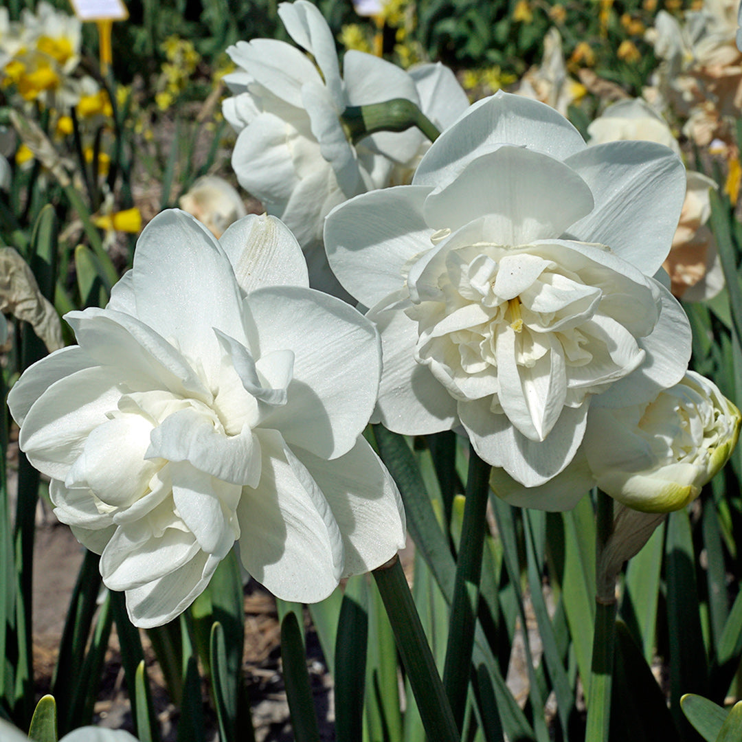 Androcles Daffodils growing in a garden.