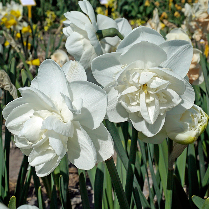 Androcles Daffodils growing in a garden.