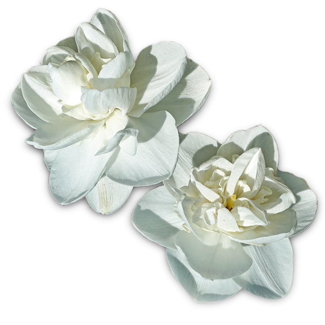 A couple of Androcles Daffodils laying on a white background.