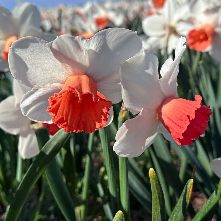 A couple of Magic Charm Daffodils growing in a field.