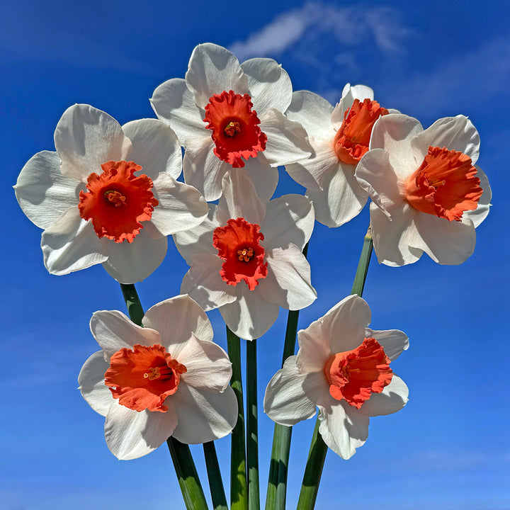 Seven Magic Charm Daffodils pose against a deep blue sky.