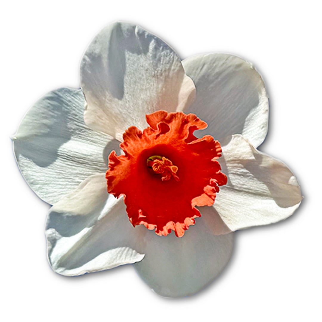 A single Magic Charm Daffodil bloom resting on a white background.