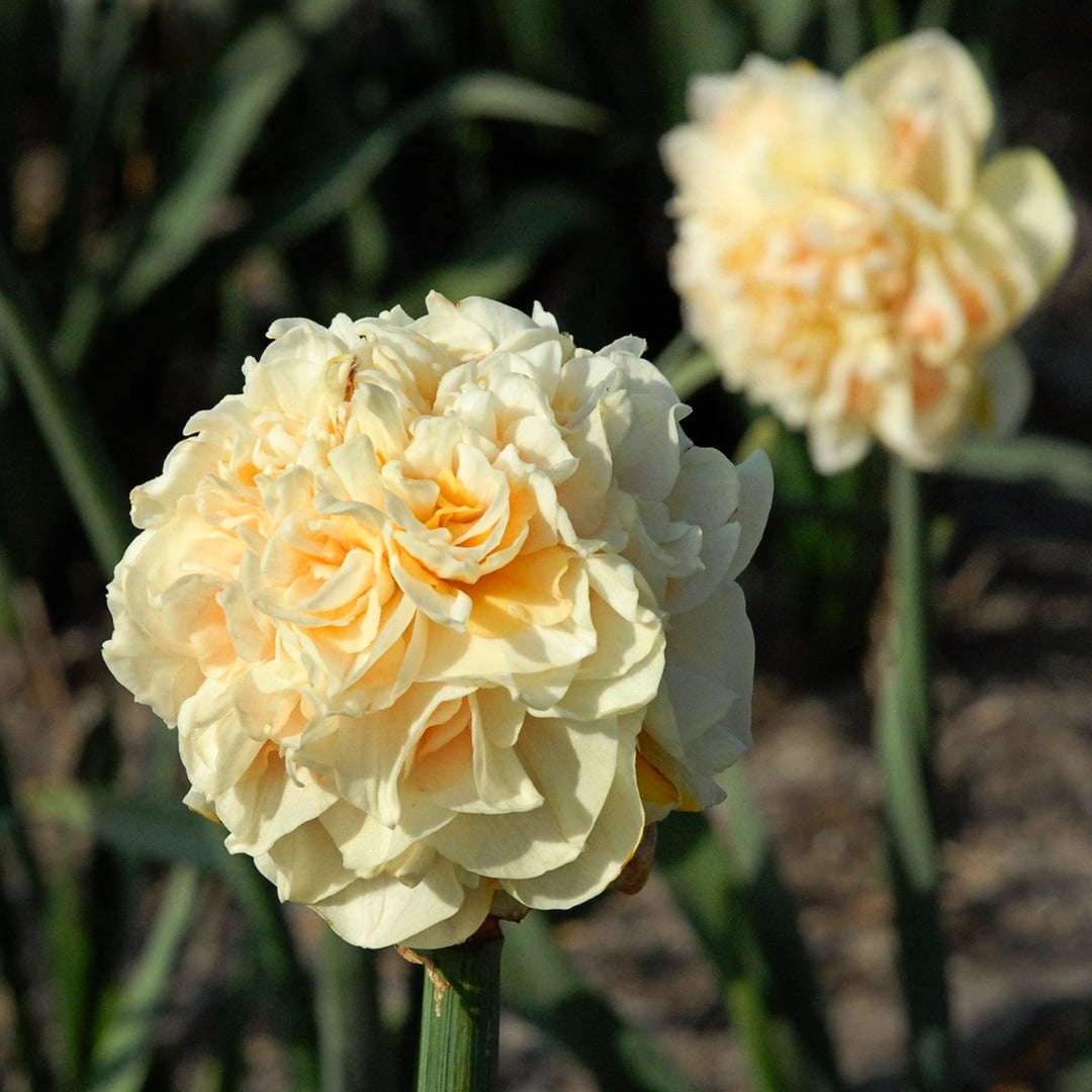 A close-up view of a pair of Pom Pom Rose Daffodils in the garden. Image courtesy of Fluwel.