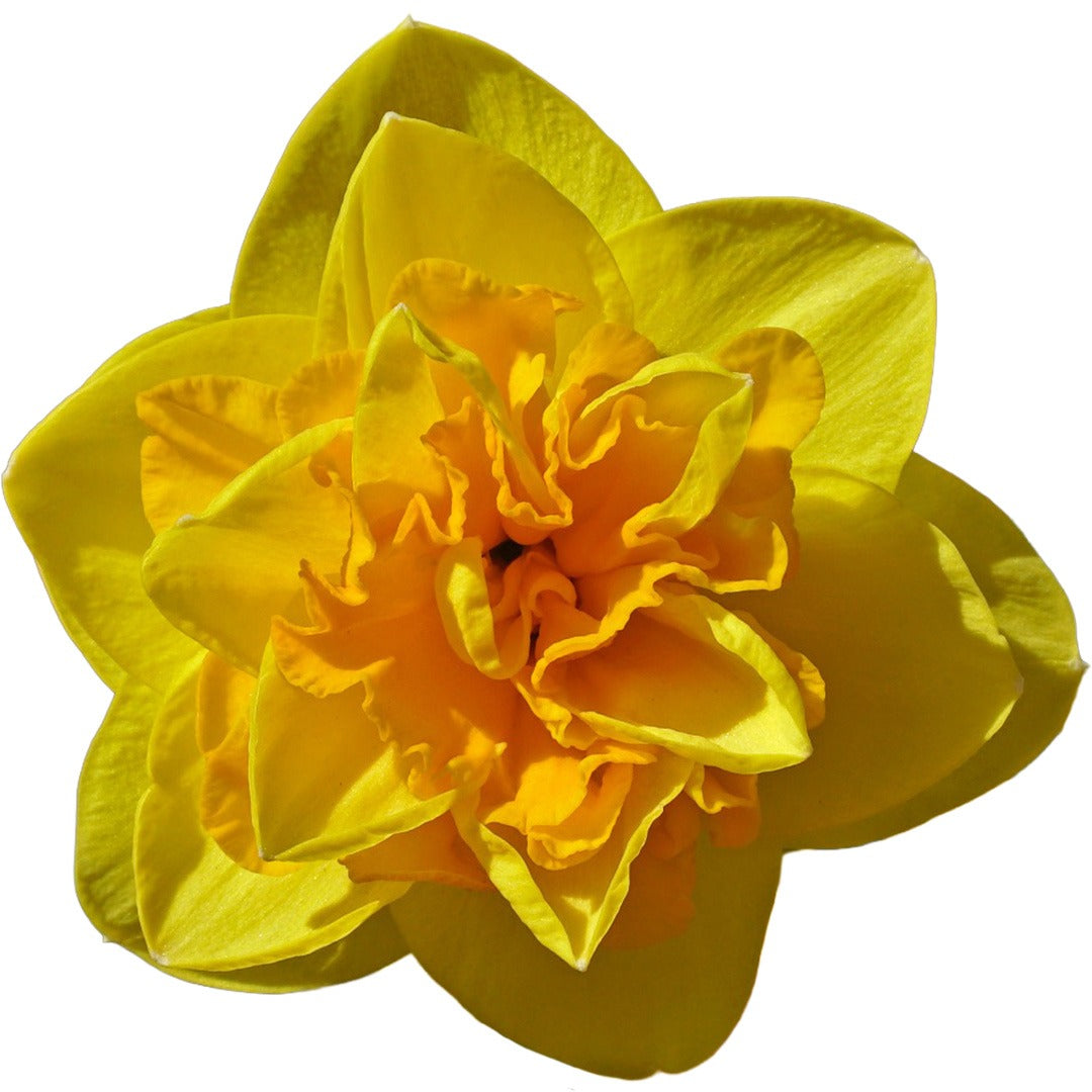 Close up of Double Sunrise Daffodil on a white background.