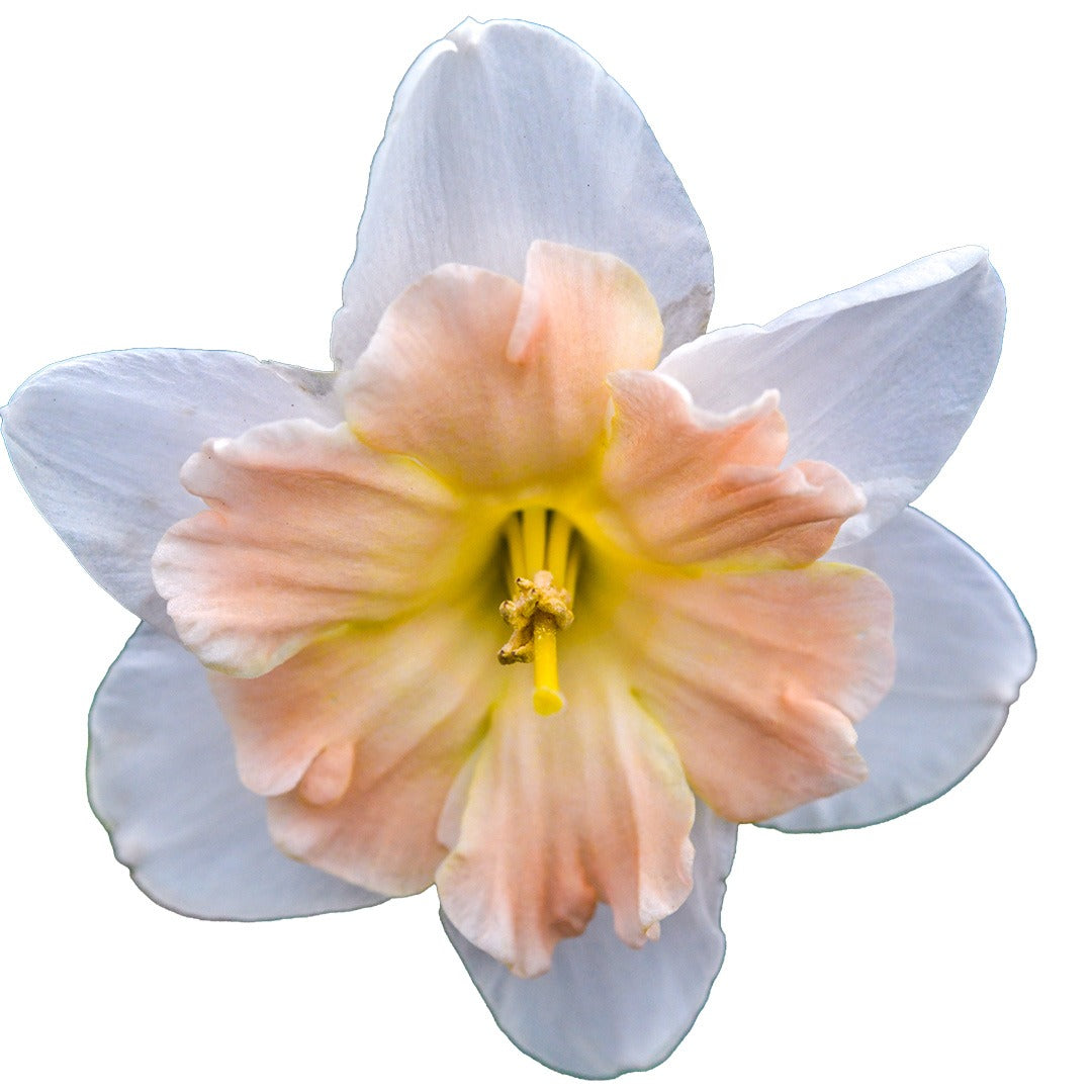 Close up of Mallee Daffodil on a white background.