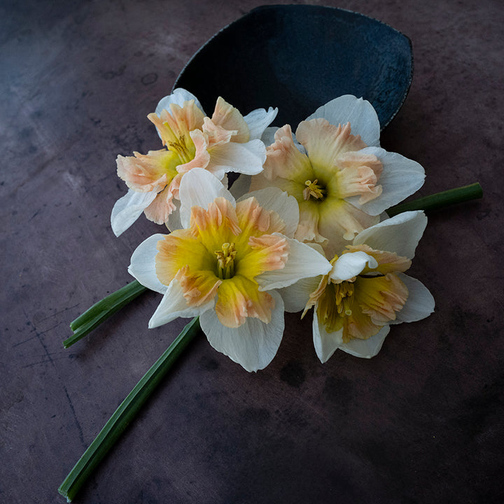 Mallee Daffodils staged with a bowl on a dark table.