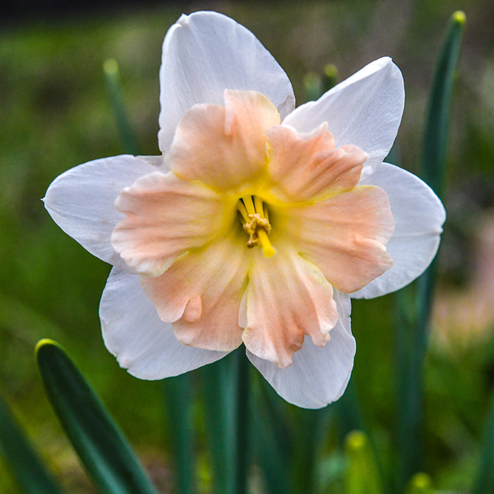 Detail of a single Mallee Daffodil.
