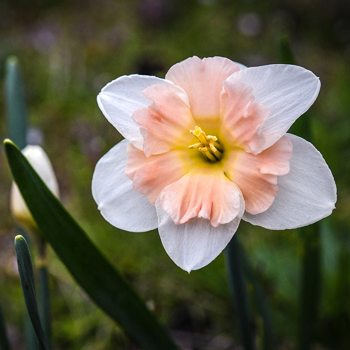 Close-up of a single Mallee Daffodil.