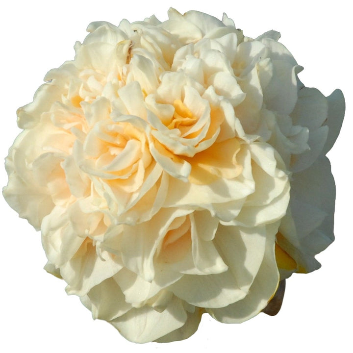 Close up of Pom Pom Rose Daffodil on a white background.