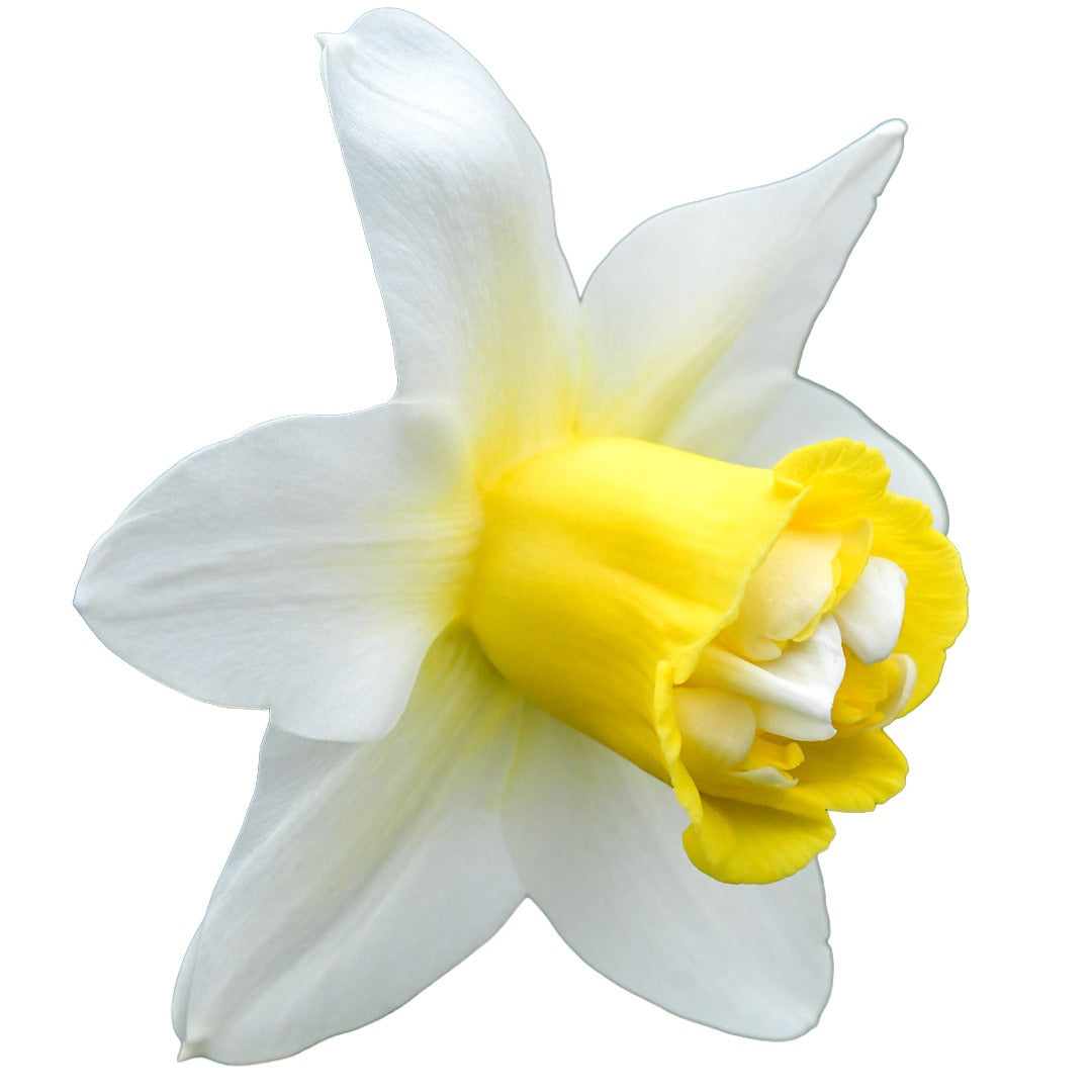 Sideview and close up of Popeye Daffodil on a white background.