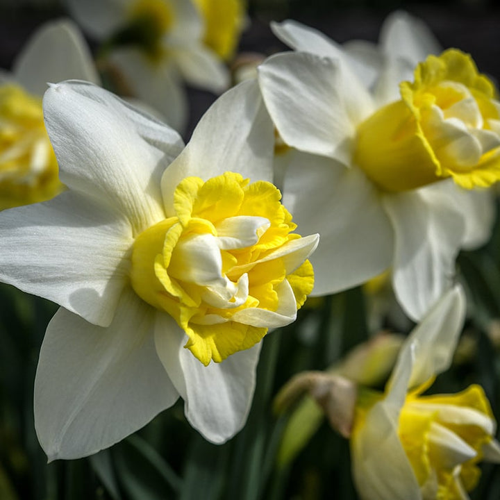 Daffodil Bulbs, Popeye (10 bulbs)