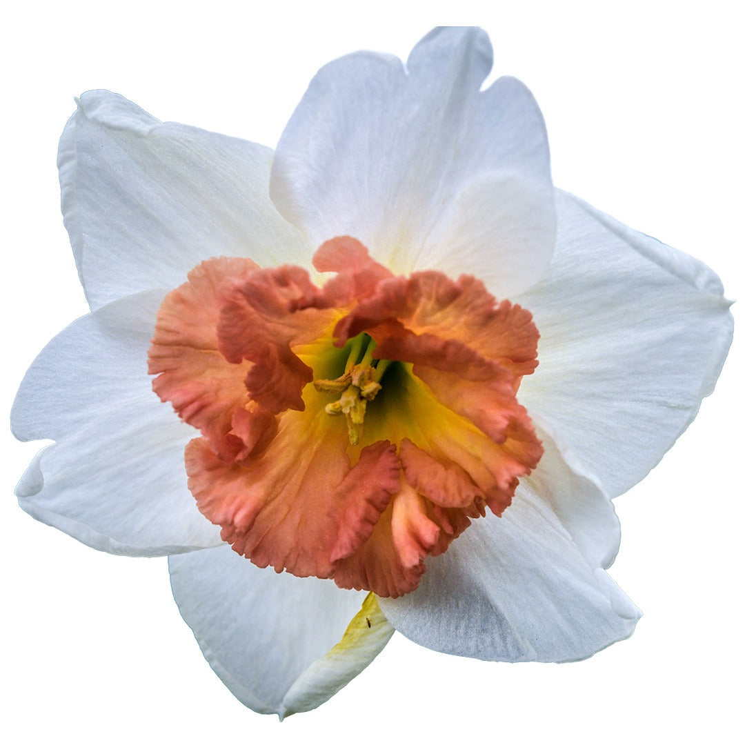 Precocious Daffodil on a white background.