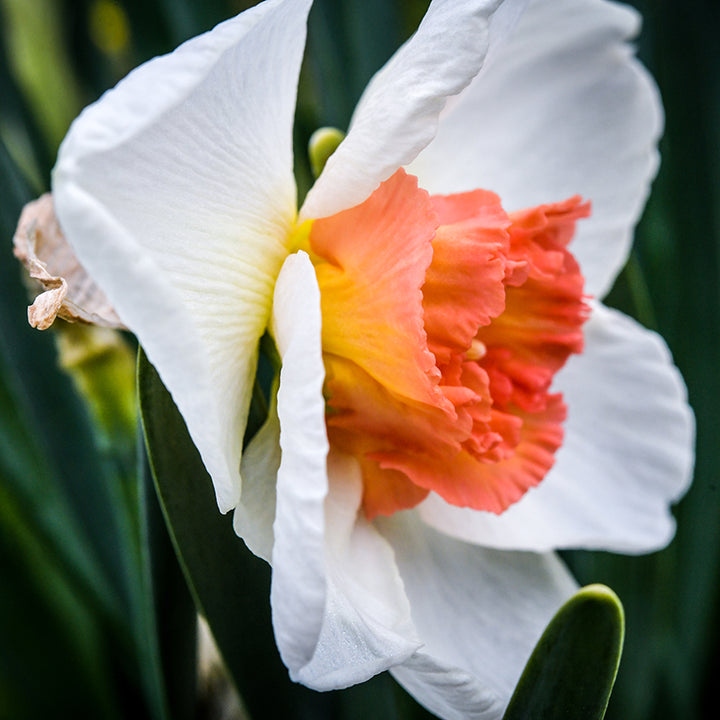 Side view of Precocious Daffodil.