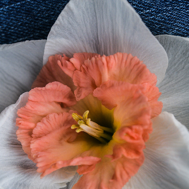 Super up-close view of Precocious Daffodil.