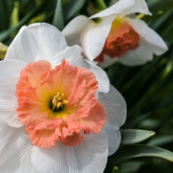 Close-up view of Precocious Daffodil showing frilled petals.