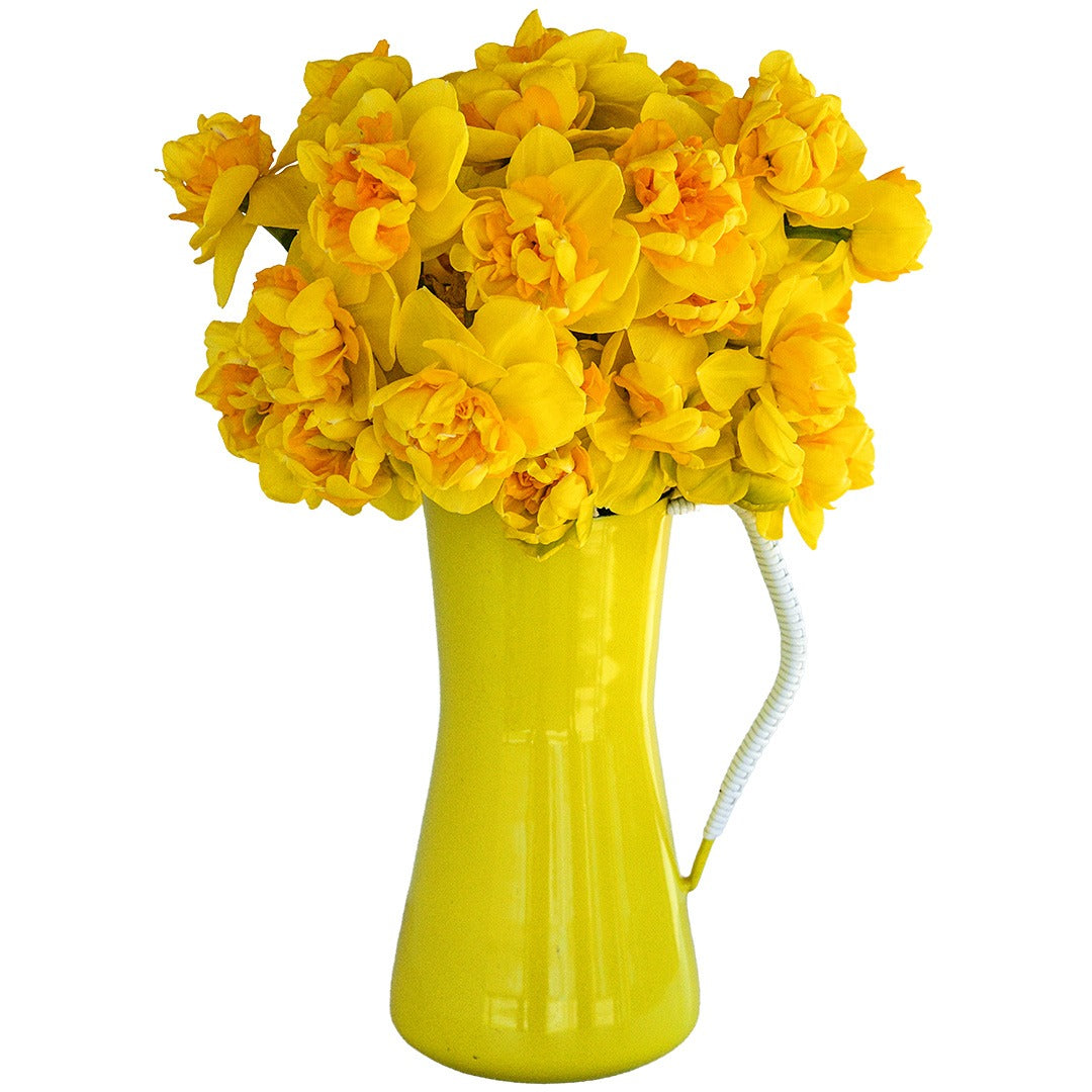 Sizzling Fire Daffodils in a yellow vase on a white background.