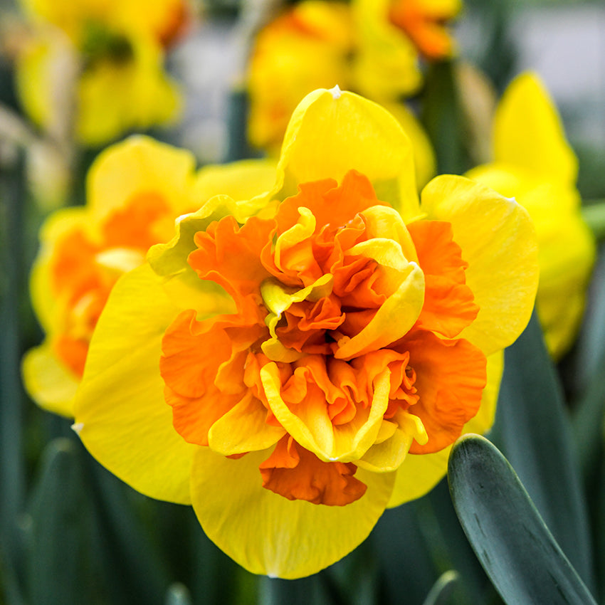 Close-up of Sizzling Fire Daffodil showing each frilly petal in high definition.