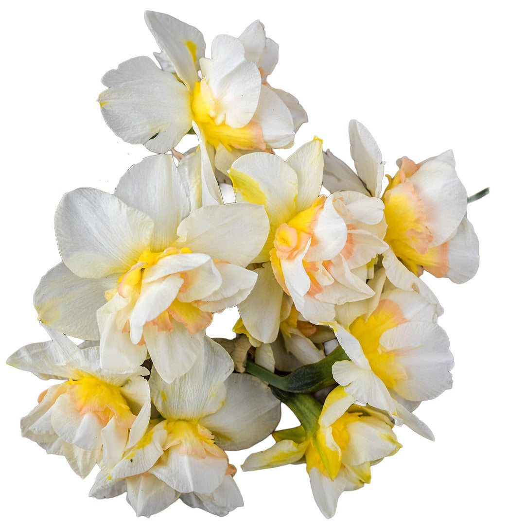 Cluster of Sweet Ocean Daffodils on a white background.