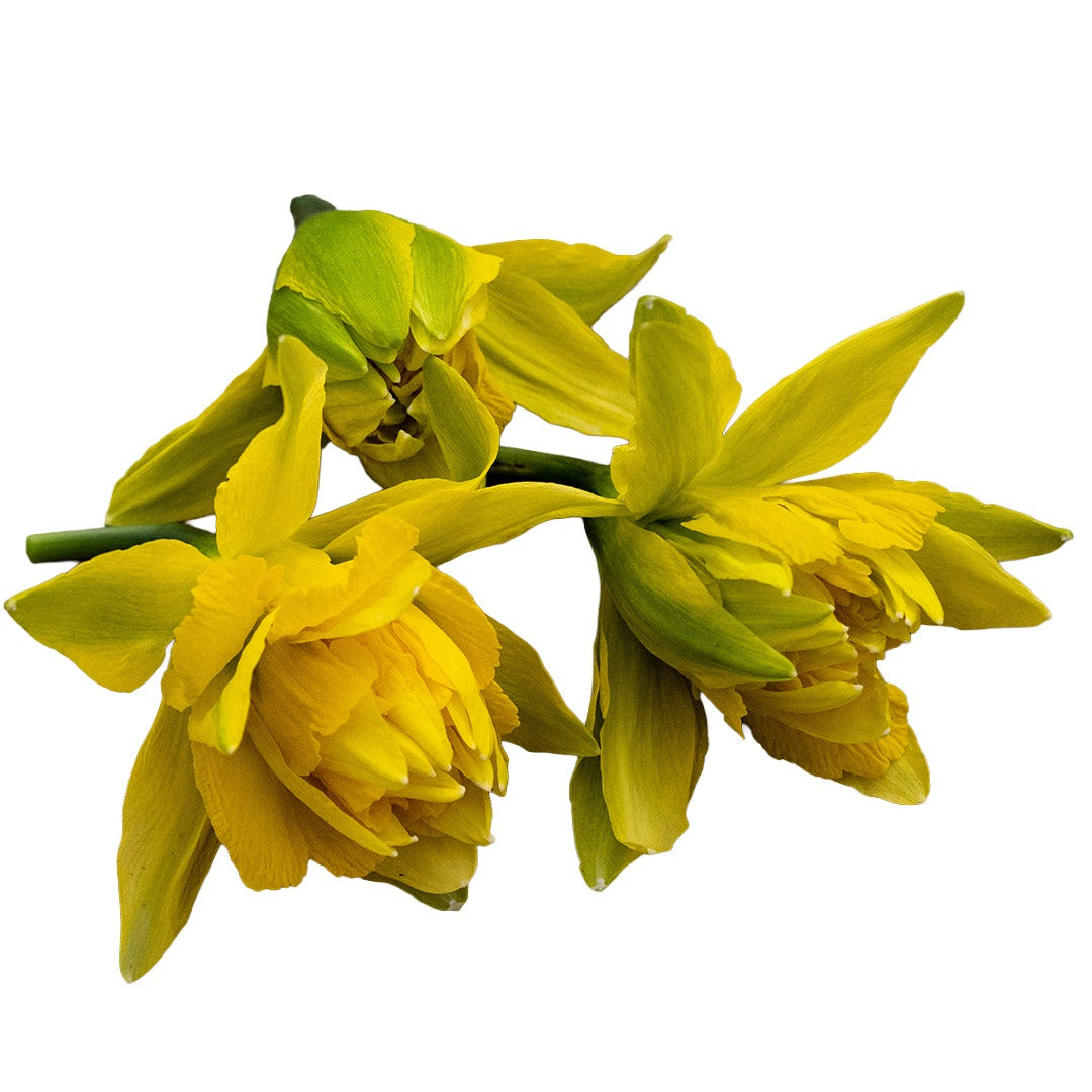 Trio of Von Sion Daffodils on a white background.