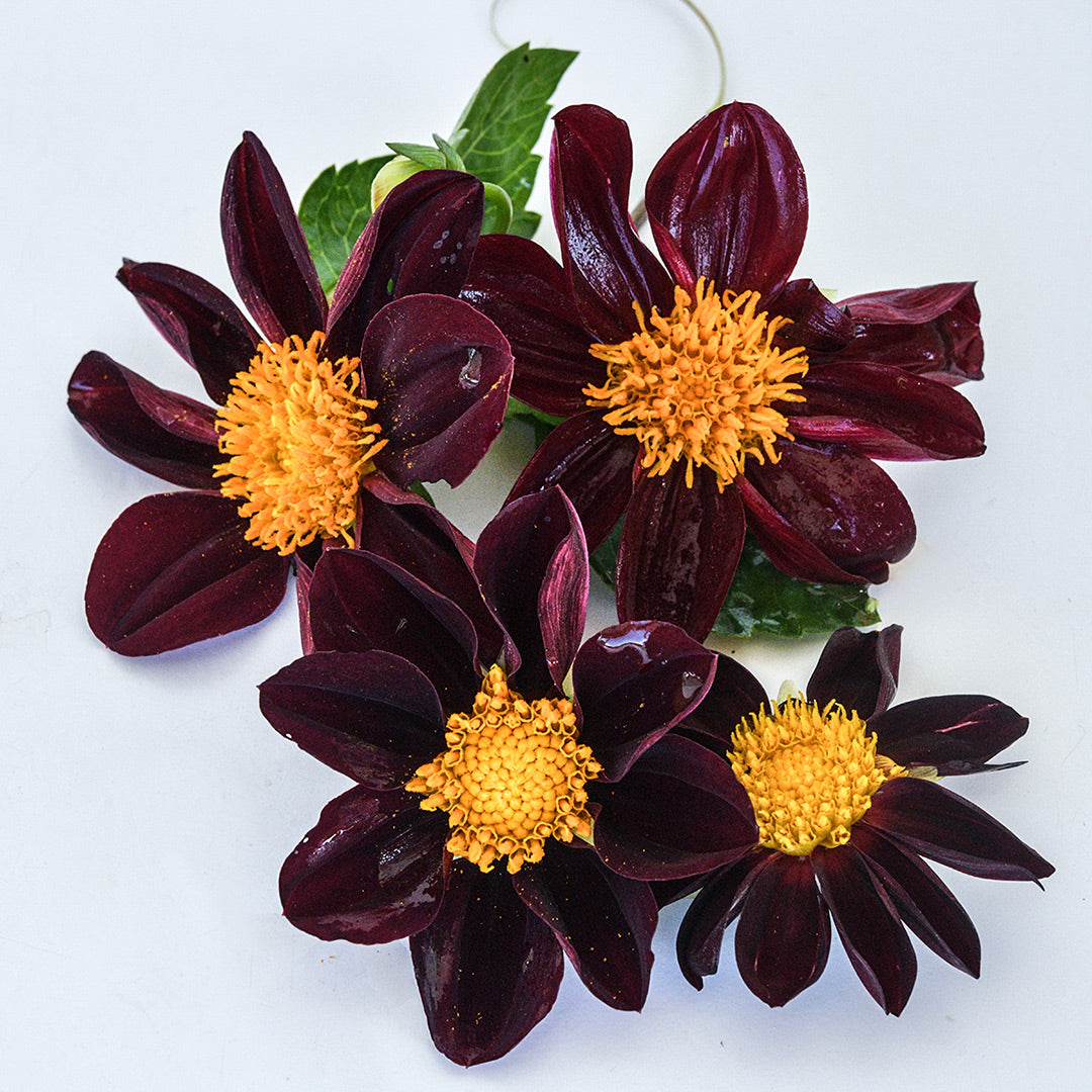 Four Black Beauty Dahlia flowers with some foliage on a white background.