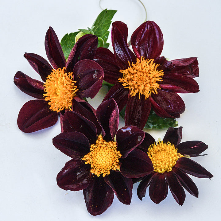 Four Black Beauty Dahlia flowers with some foliage on a white background.