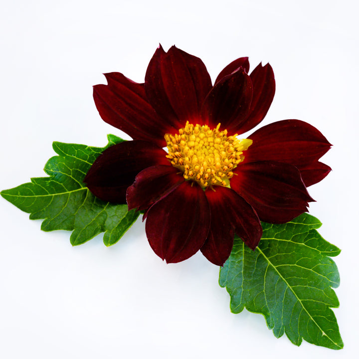 A single Black Beauty Dahlia with a couple of leaves on a white background.