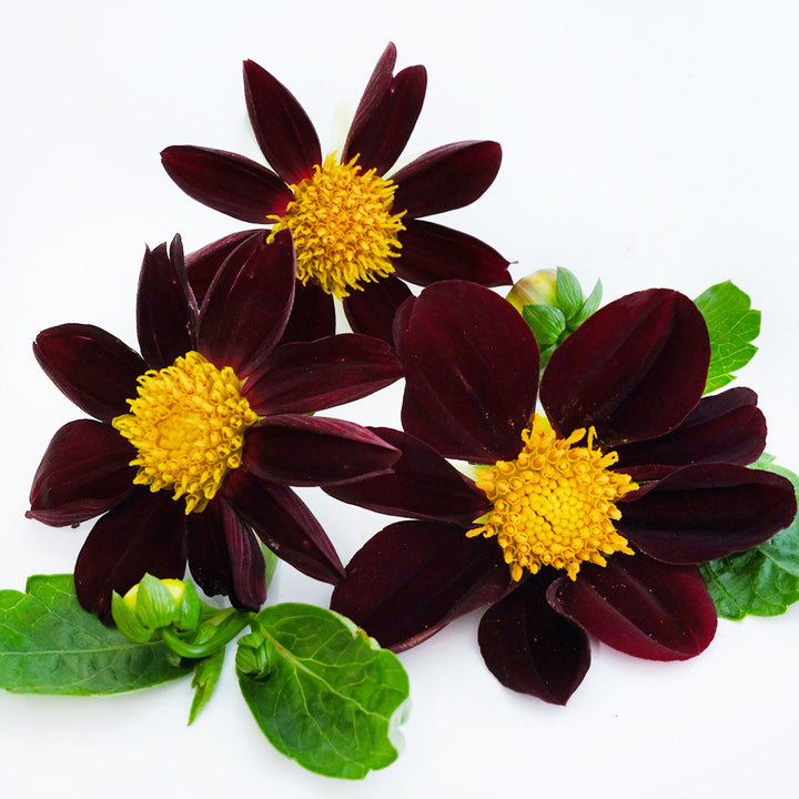 A trio of Black Beauty Dahlia flowers on a white background.