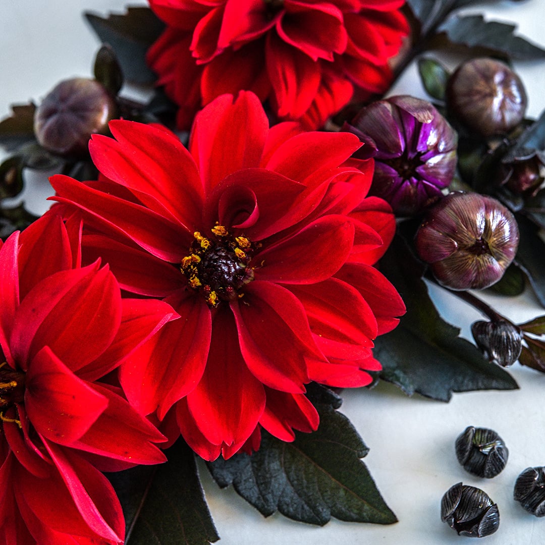 A close-up macro view of Black Forest Ruby Dahlias with dark foliage.